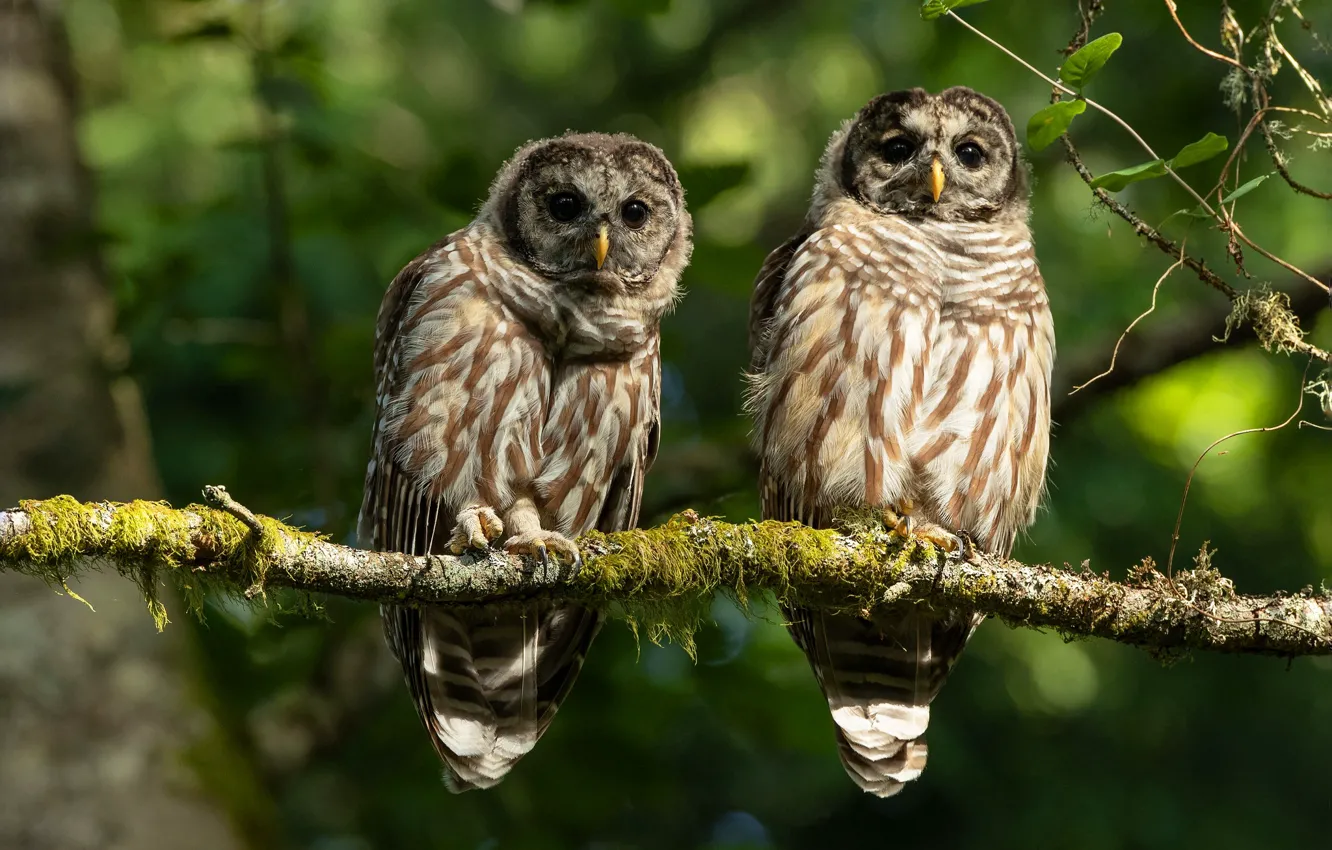 Photo wallpaper look, birds, branches, owl, two, pair, owls, owl