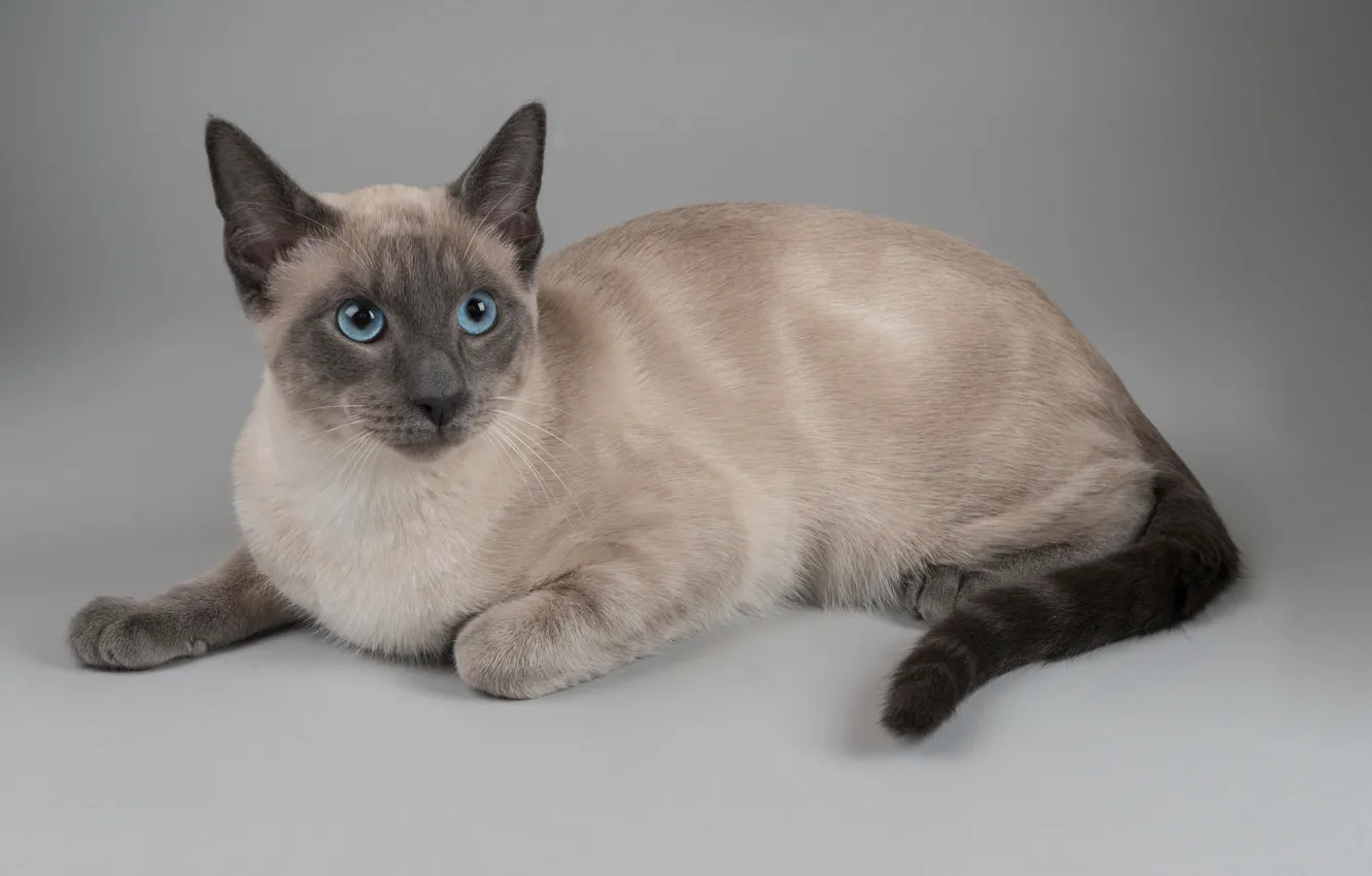 Photo wallpaper cat, background, portrait, blue eyes, cat, The Thai cat