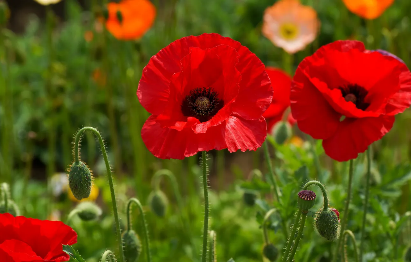 Photo wallpaper macro, flowers, Maki