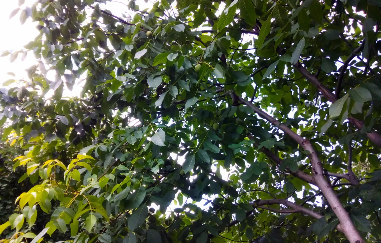 Photo wallpaper sun, garden, walnut