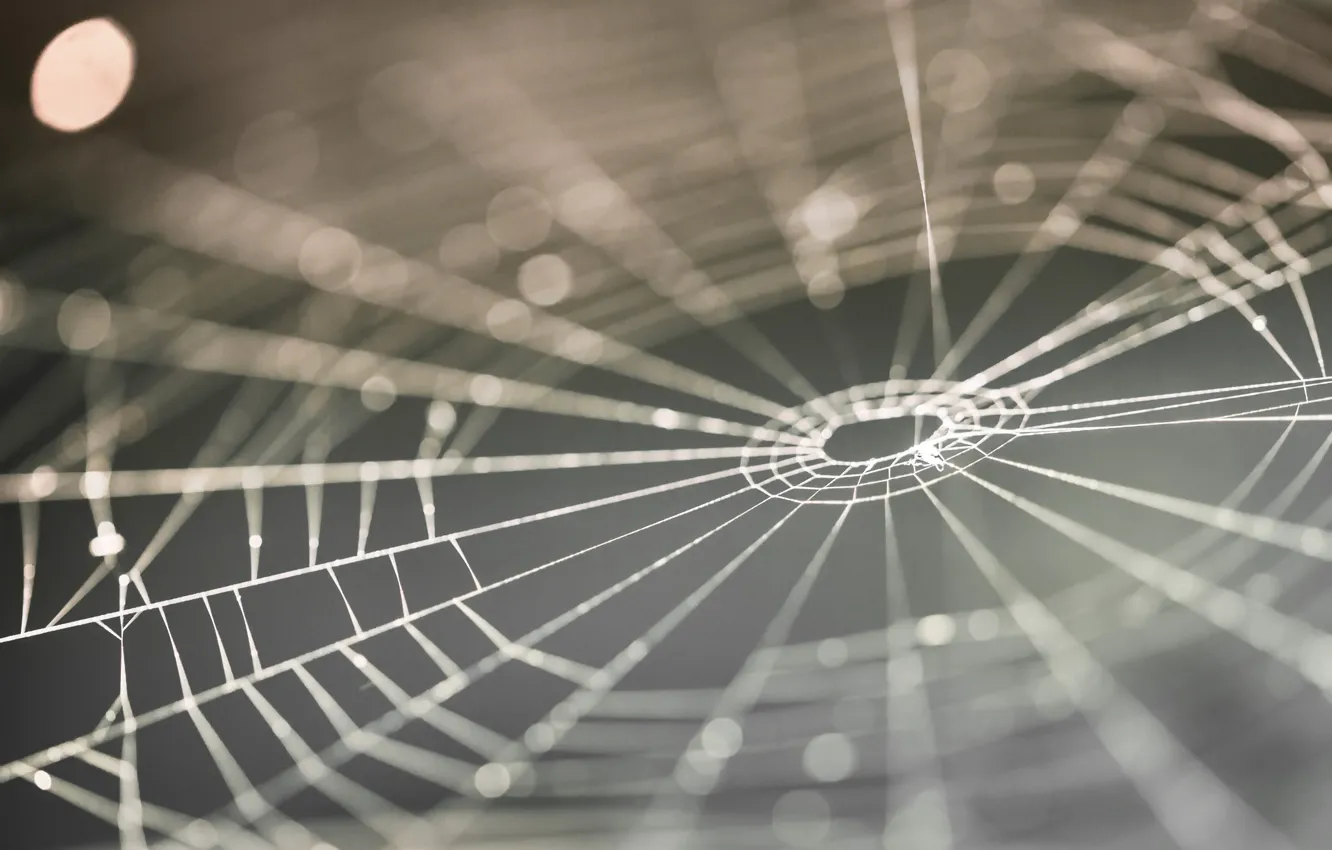 Photo wallpaper background, web, web browser