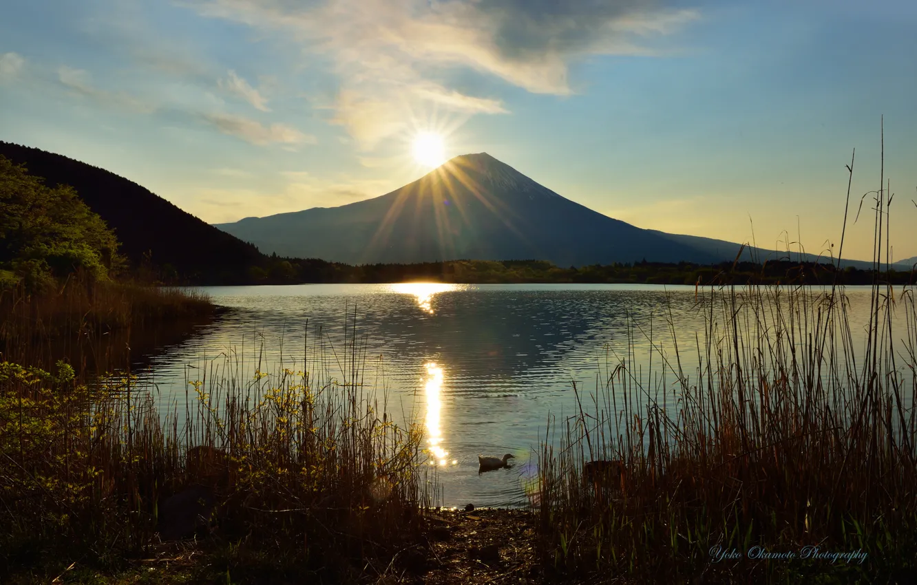 Photo wallpaper the sun, lake, the volcano, reed, duck, Yoko Okamoto