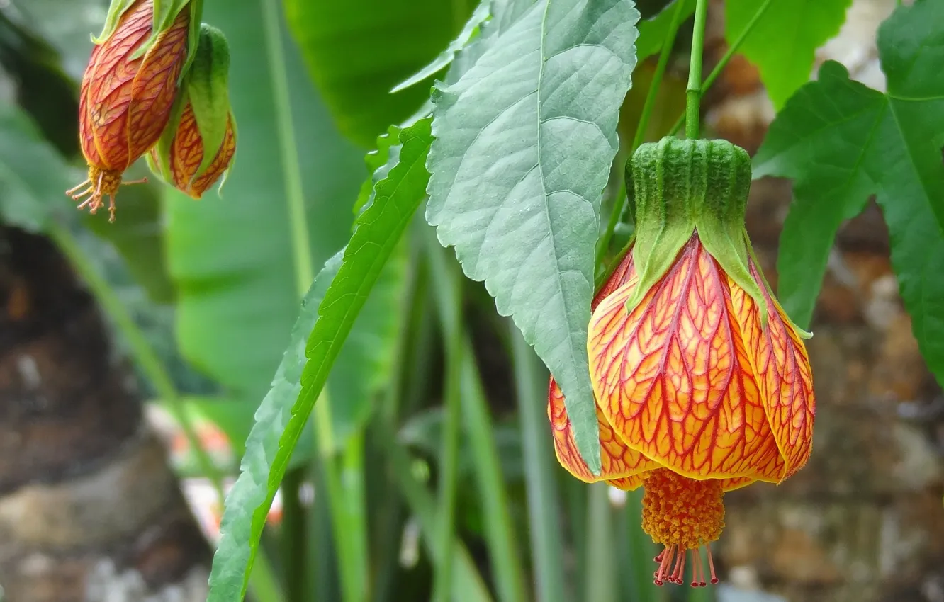 Photo wallpaper flower, sheet, Bud, Abutilon