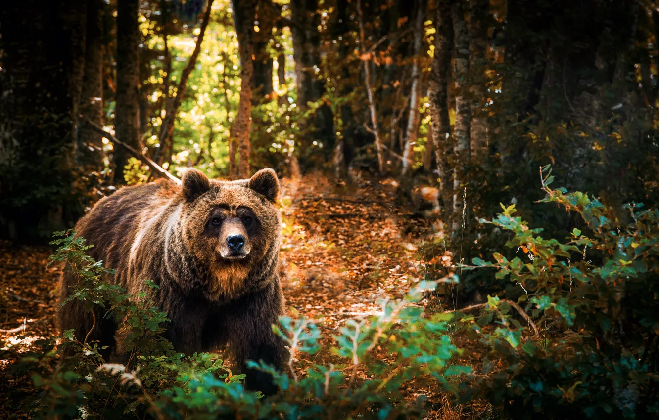 Photo wallpaper forest, trees, branches, nature, animal, predator, bear, the bushes