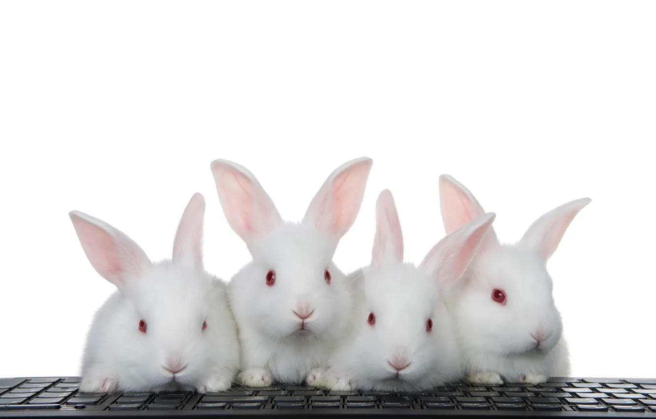 Photo wallpaper black, beautiful, background, animal, baby, bunny, Albino, babies