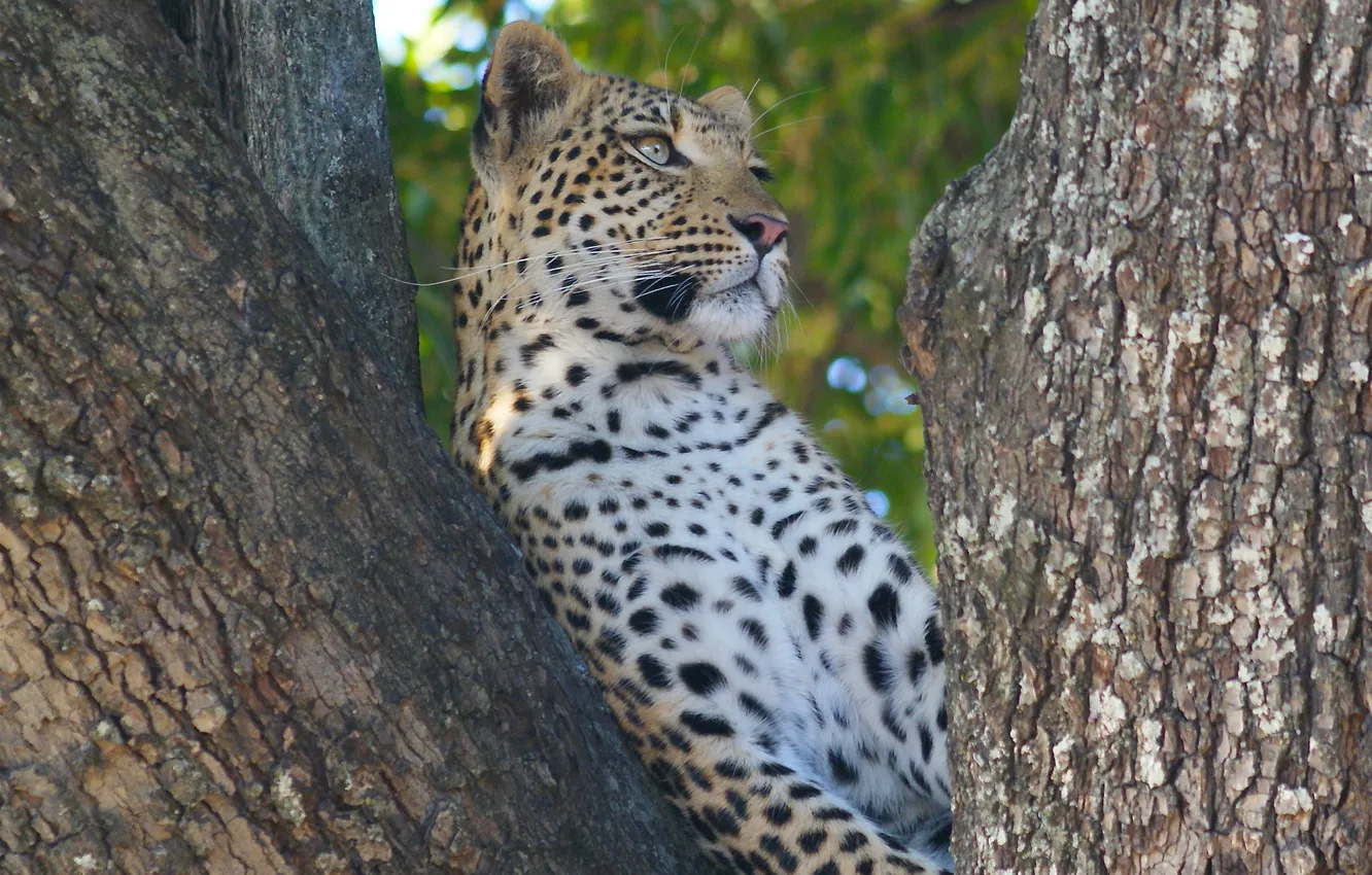 Photo wallpaper cat, look, nature, tree, predator, leopard