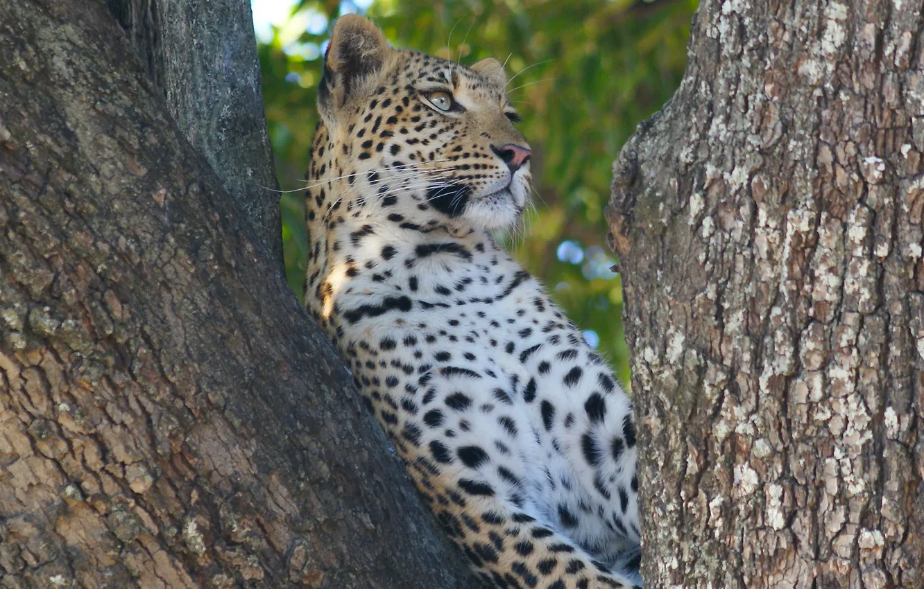 Photo wallpaper cat, look, trees, nature, predator, leopard