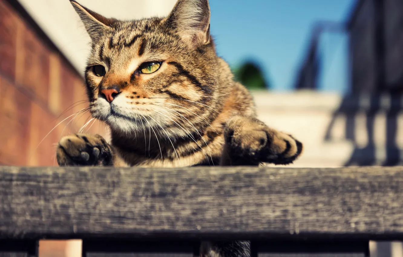 Photo wallpaper eyes, cat, look, Koshak, Kote