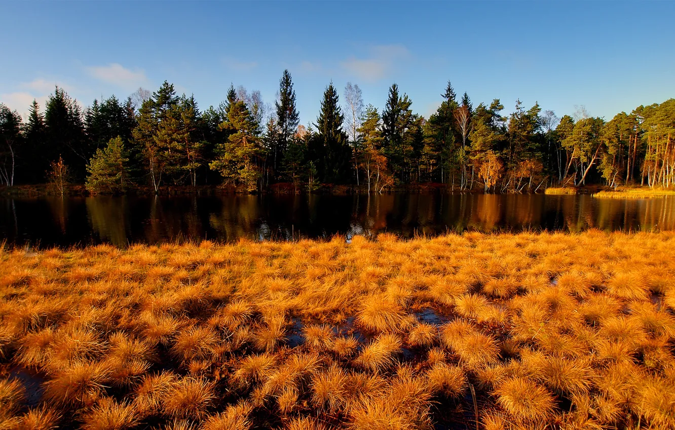 Photo wallpaper autumn, forest, grass, yellow, river