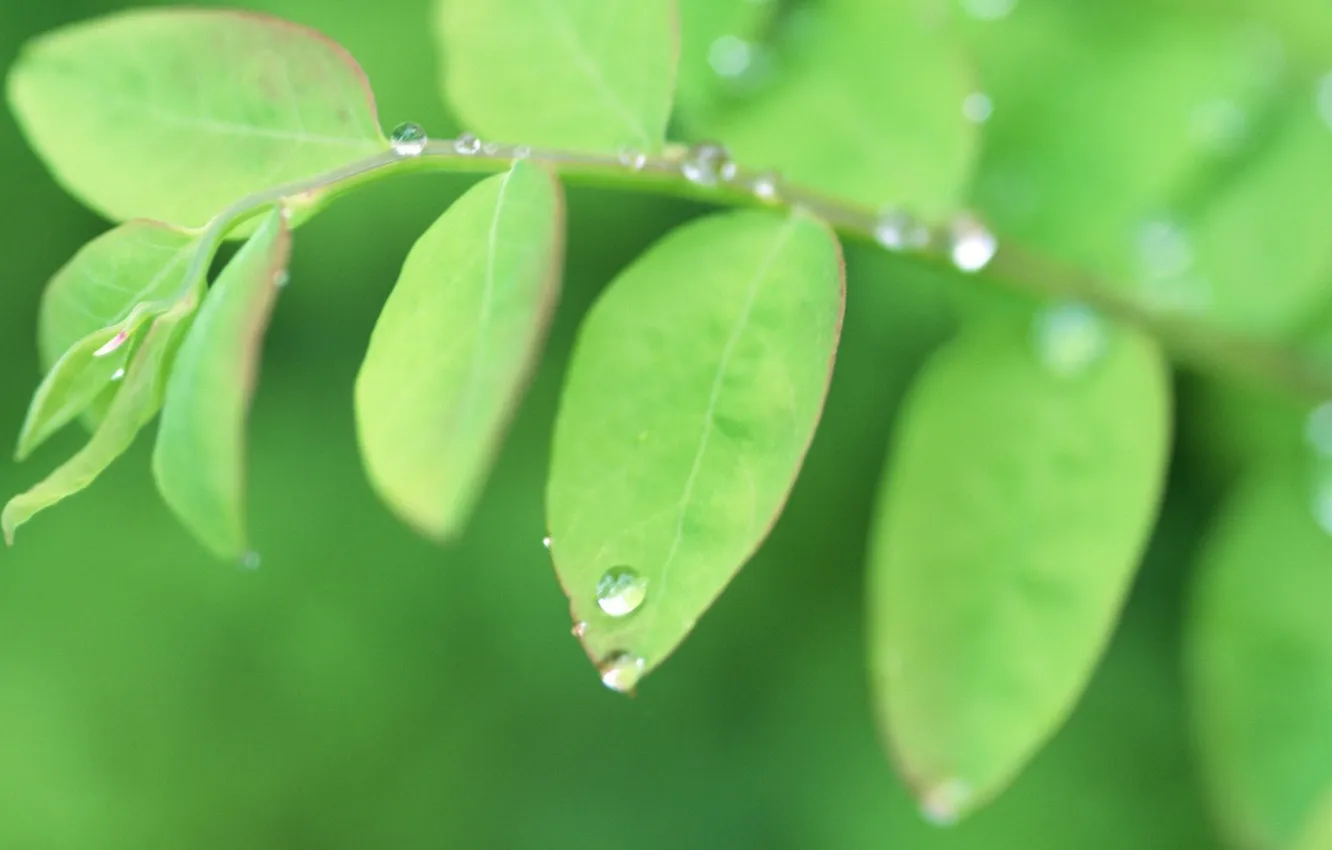 Photo wallpaper summer, leaves, drops, green, leaves