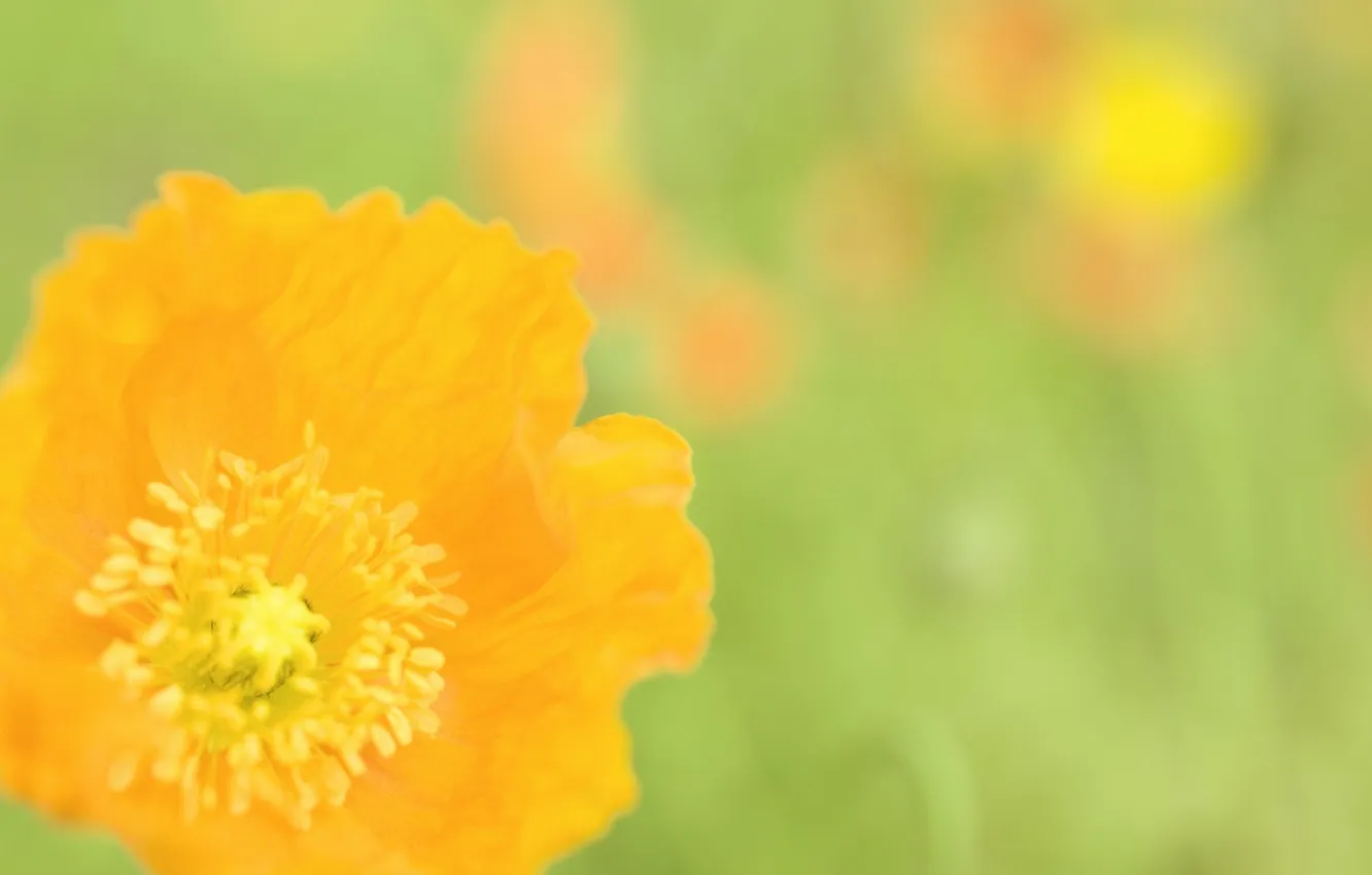 Photo wallpaper macro, flowers, orange, nature, bright, Mac, spring
