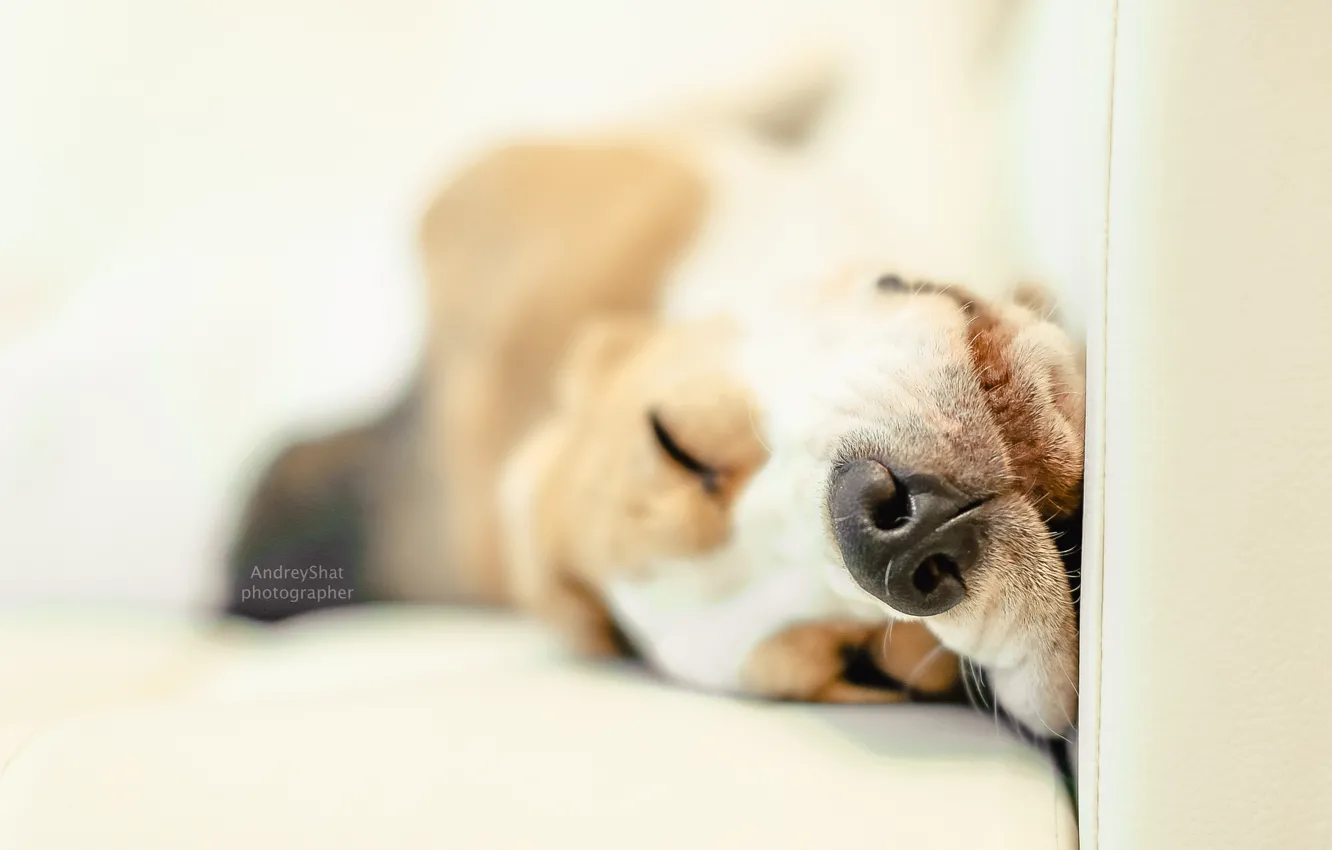 Photo wallpaper dog, puppy, puppy, dog, pet, dogs, Beagle, beagle