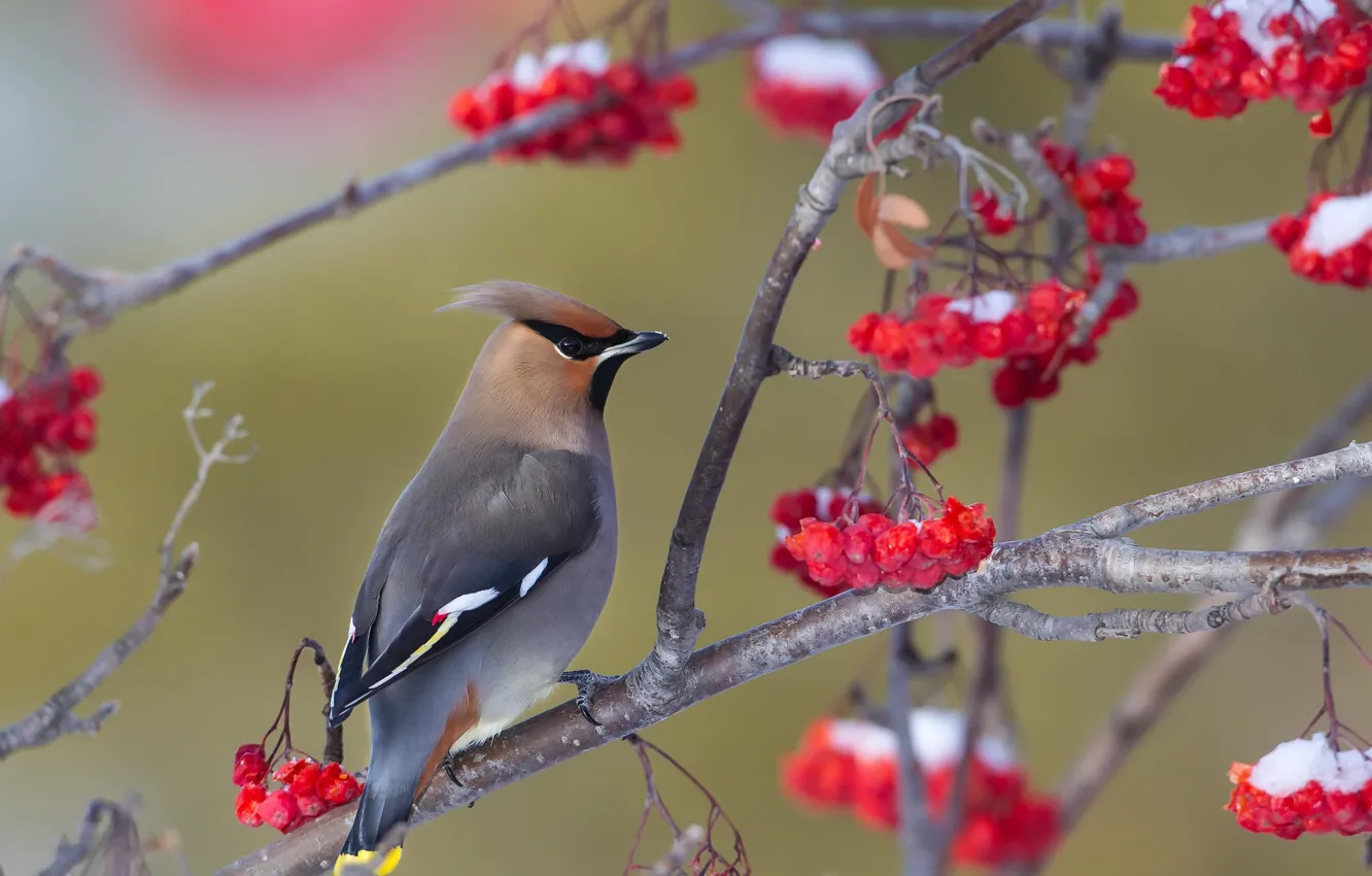 Photo wallpaper bird, the Waxwing, Bohemian Waxwing