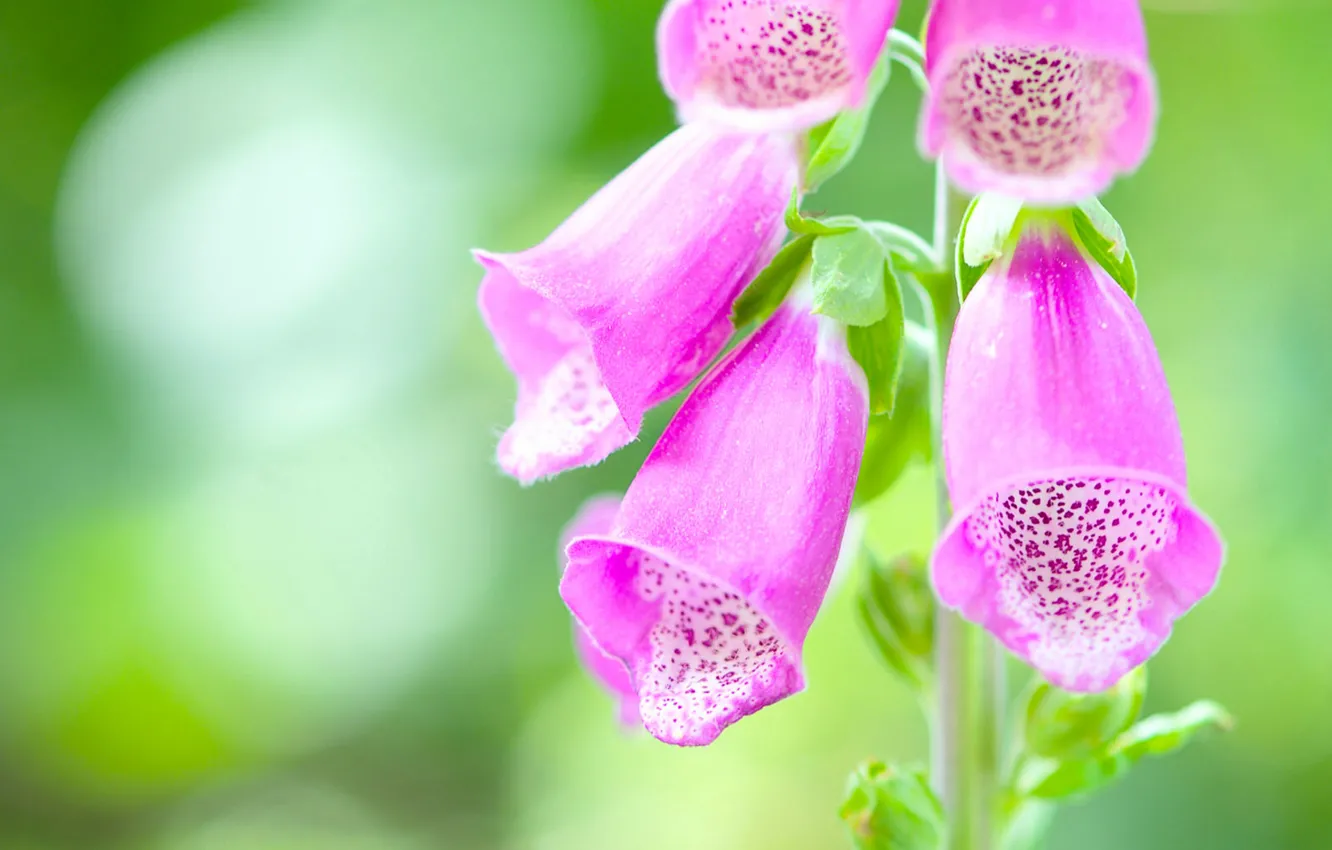 Photo wallpaper macro, digitalis, digitalis