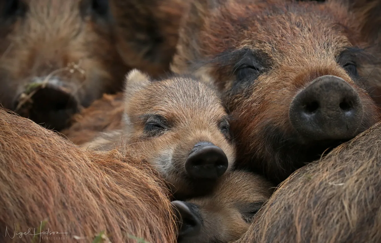 Photo wallpaper face, baby, hog, wild boar