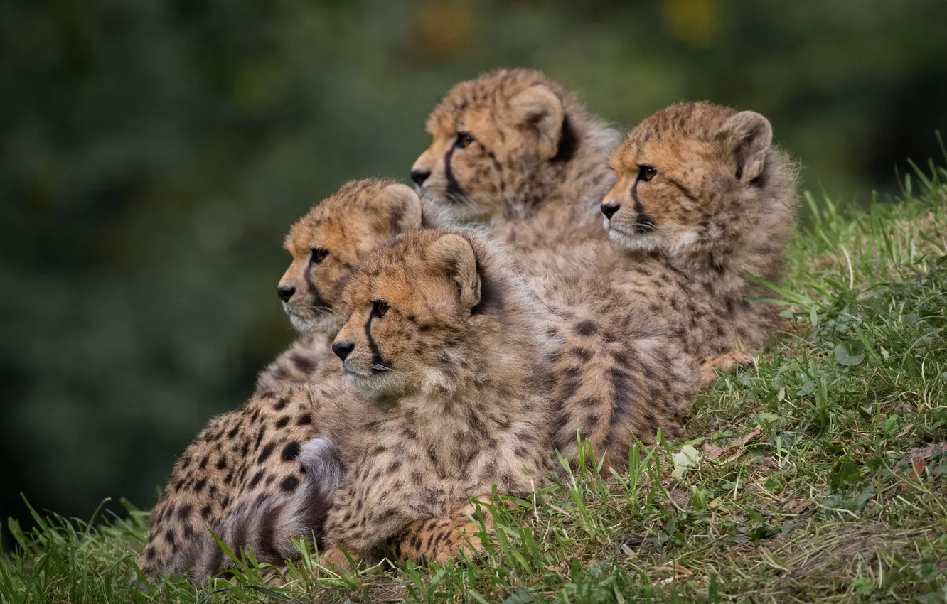 Photo wallpaper baby, Cheetah, mom, family portrait, brood