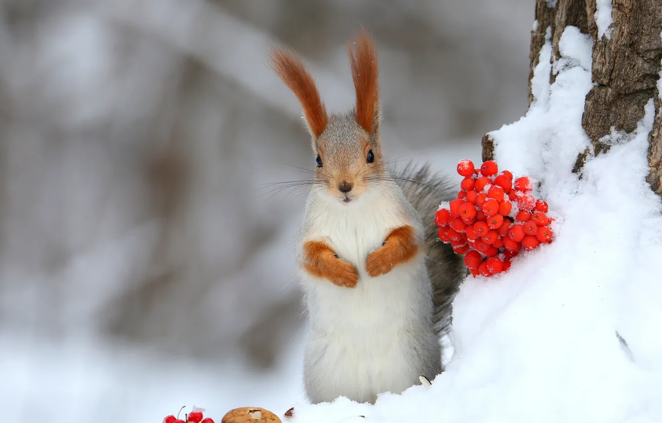 Photo wallpaper ЗИМА, ЯГОДЫ, СНЕГ, БЕЛКА, РЯБИНА