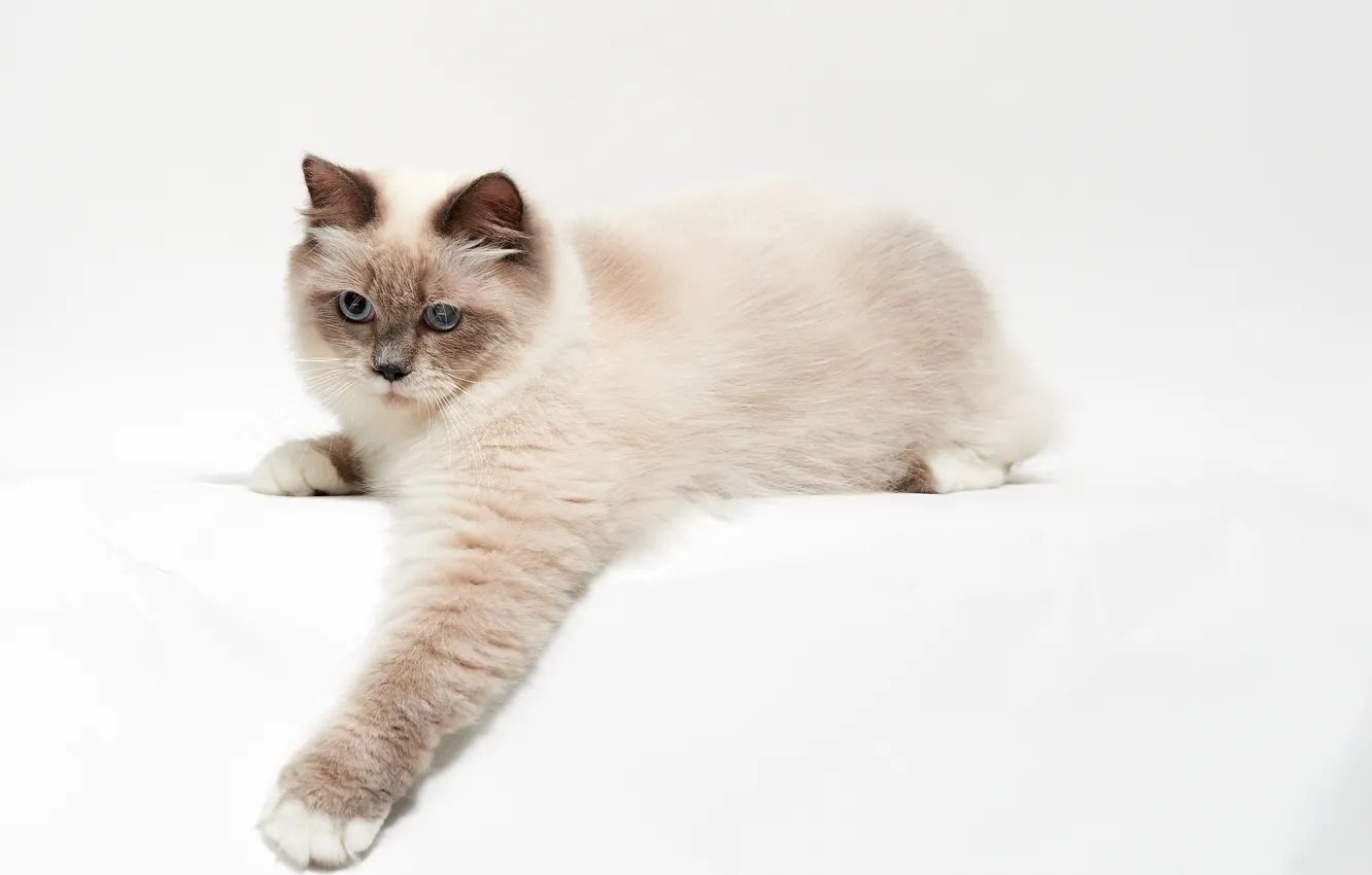 Photo wallpaper legs, beauty, kisula