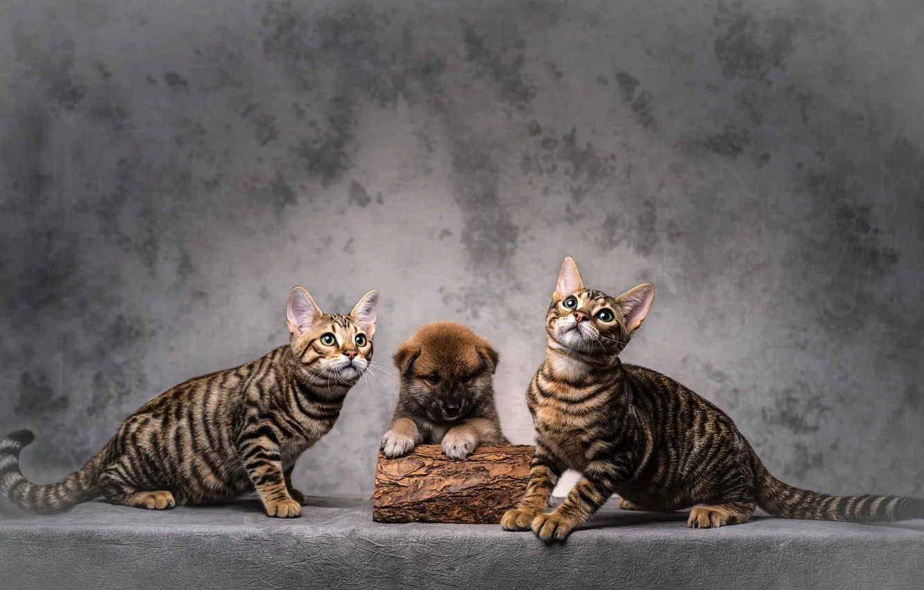 Photo wallpaper cat, cat, pose, dog, baby, puppy, red, kitty
