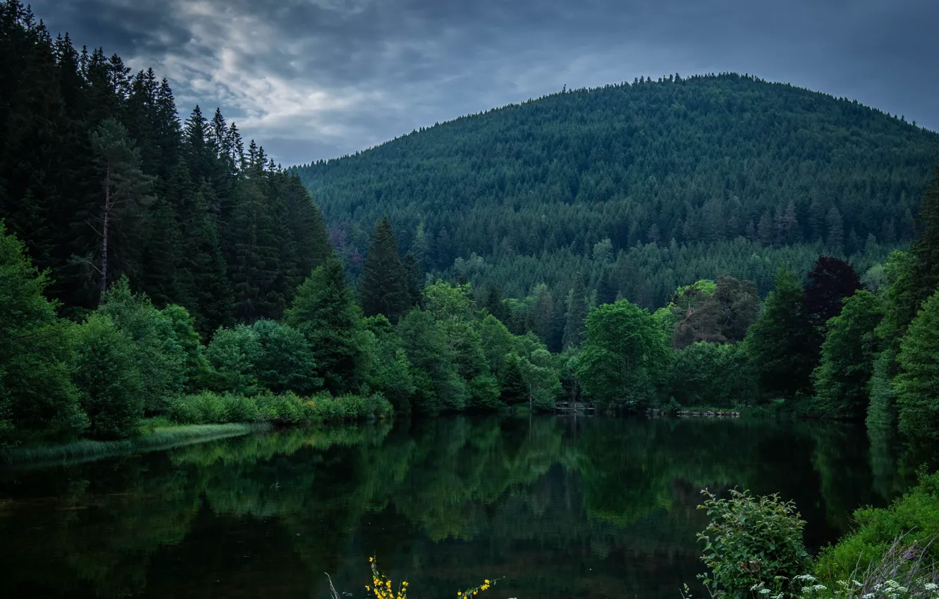 Photo wallpaper trees, mountains, nature, beauty, space, space, trees, nature