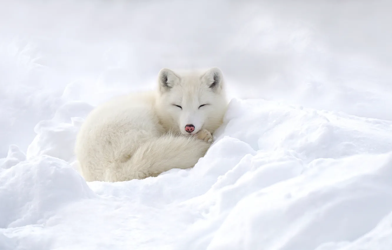 Photo wallpaper winter, snow, Fox