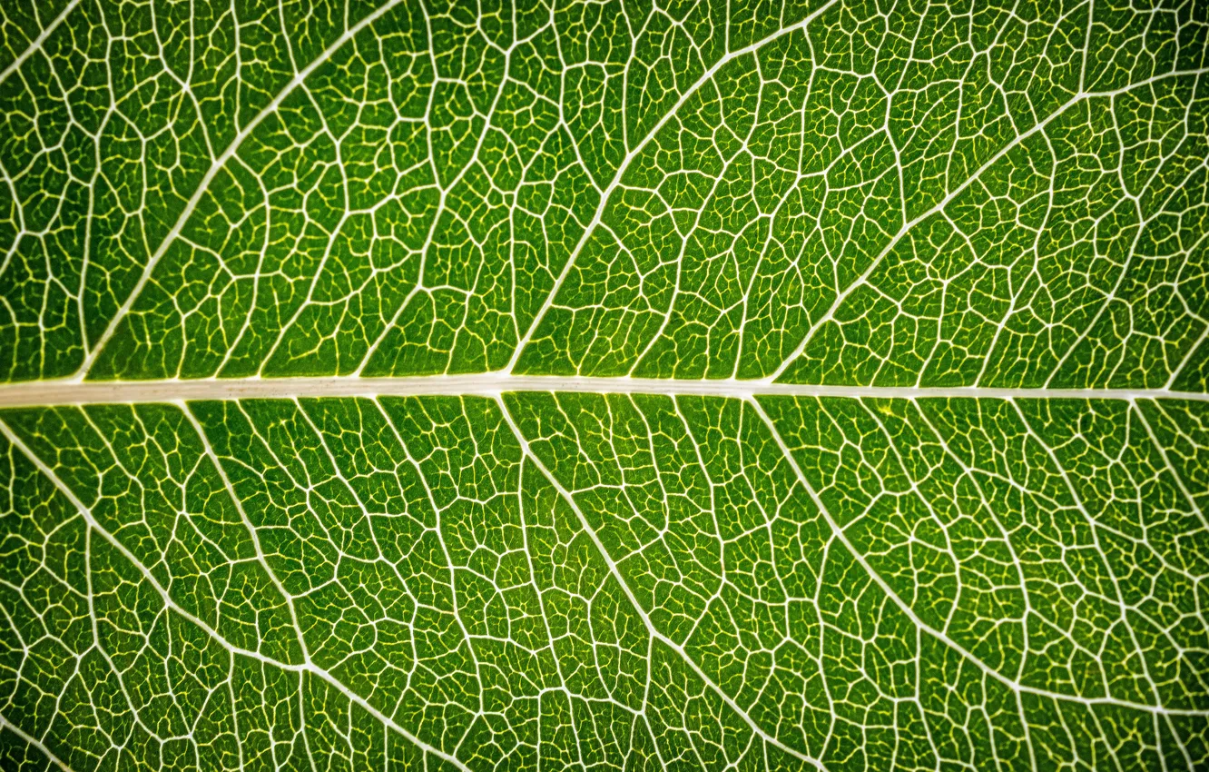 Photo wallpaper macro, sheet, green, background, green, texture, macro, leaf