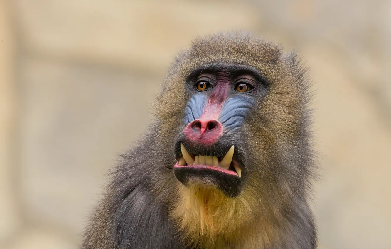 Photo wallpaper mandrill, the monkey family, primate species