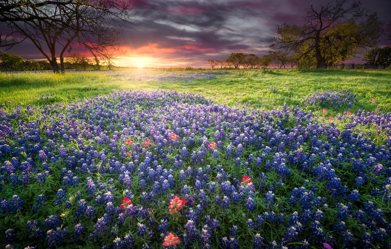 Photo wallpaper field, summer, sunset, flowers, meadow, lupins