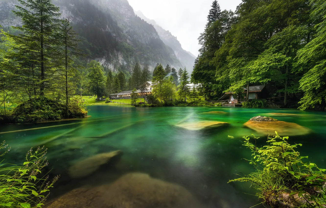Photo wallpaper forest, nature, lake