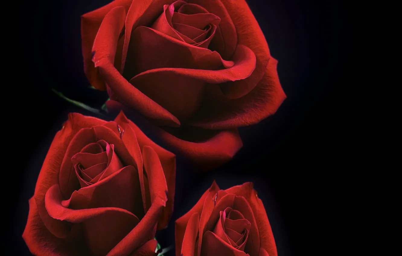 Photo wallpaper rose, darkness, Bouquet of roses