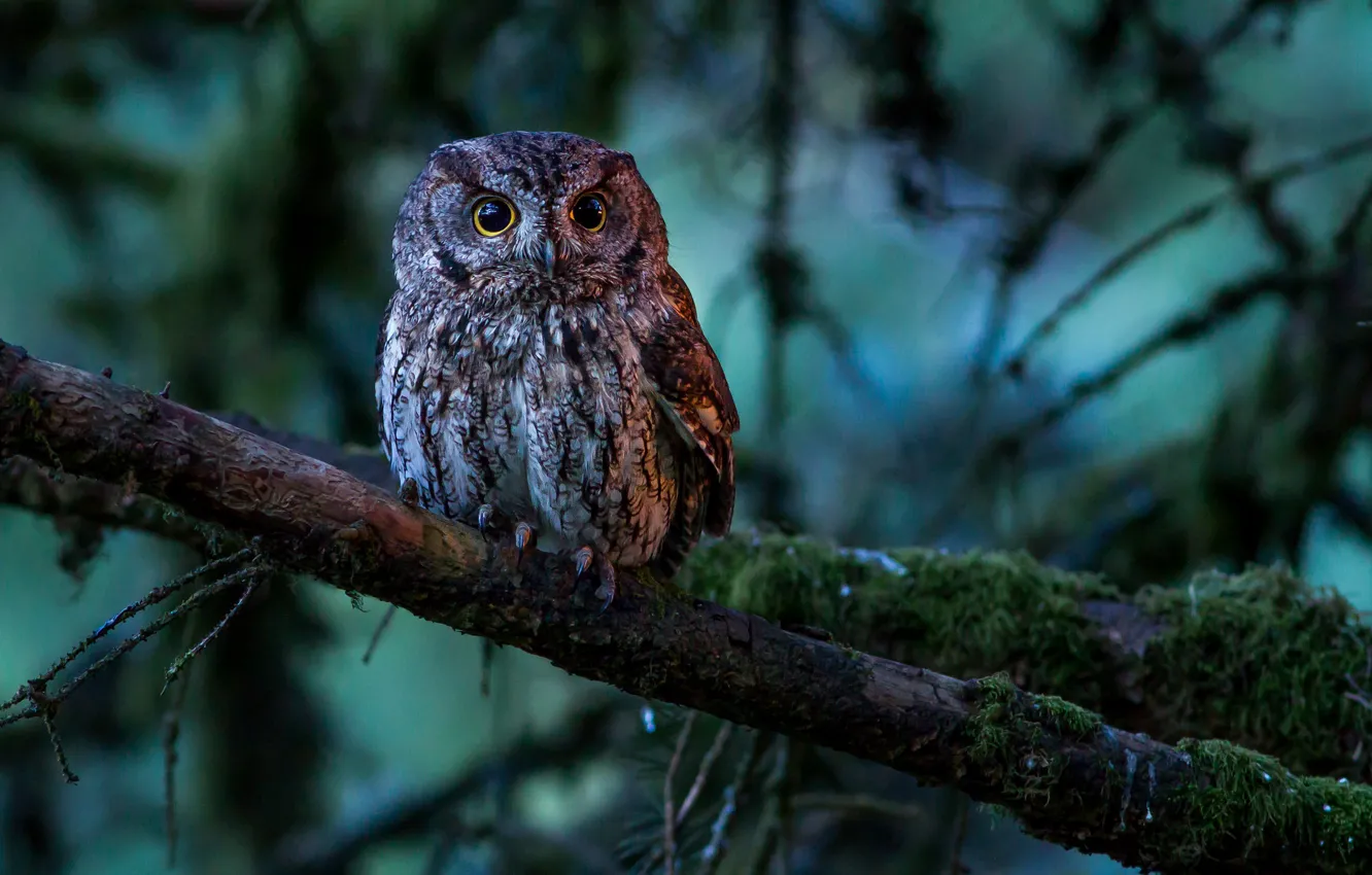 Photo wallpaper forest, tree, owl, branch