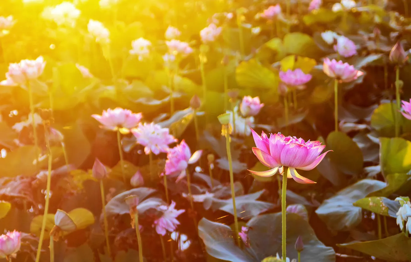 Photo wallpaper flowers, Lotus, flowering, the rays of the sun