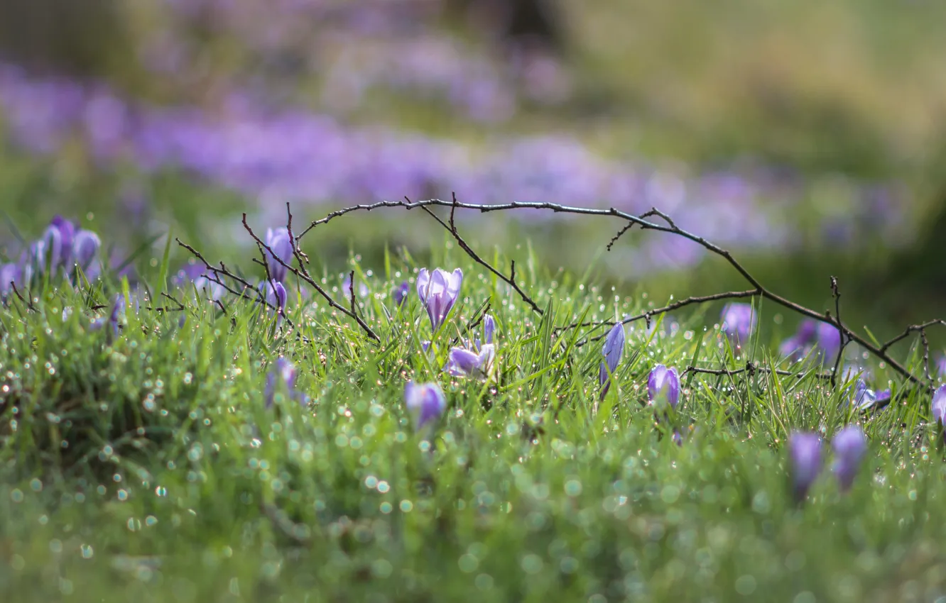 Photo wallpaper grass, drops, light, flowers, Rosa, glade, branch, spring