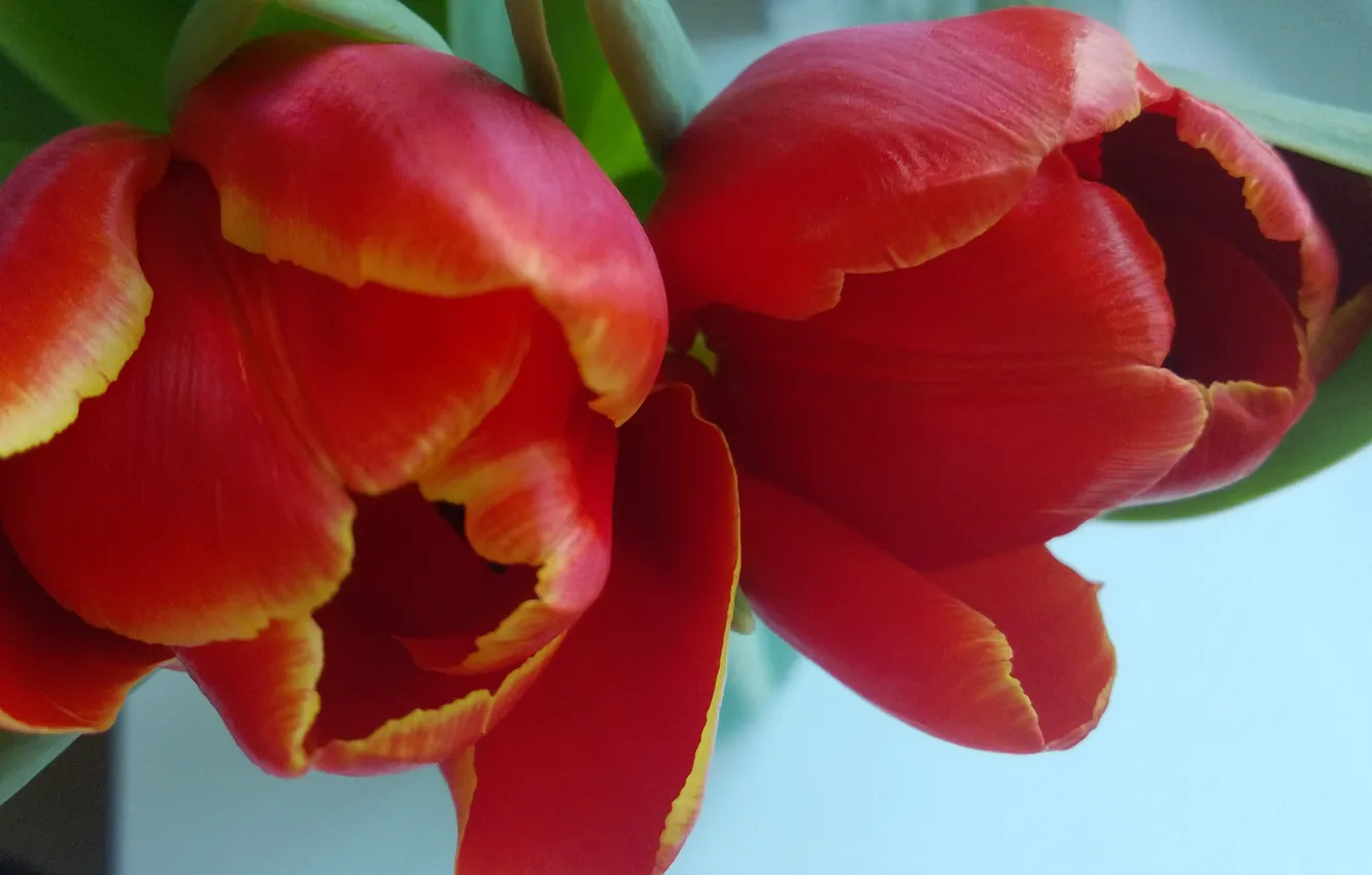 Photo wallpaper love, spring, tulips