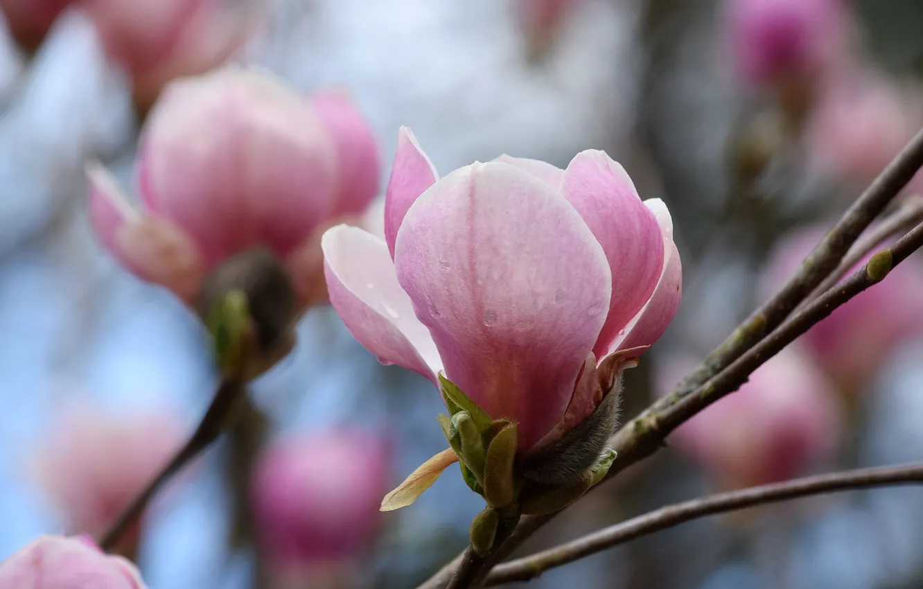 Photo wallpaper spring, buds, Magnolia
