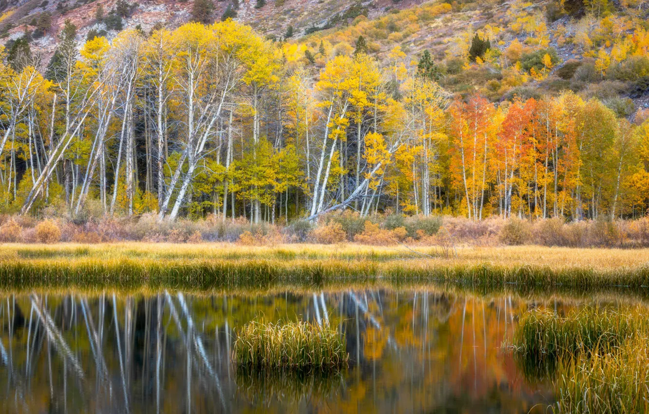 Photo wallpaper autumn, forest, reflection, shore, pond