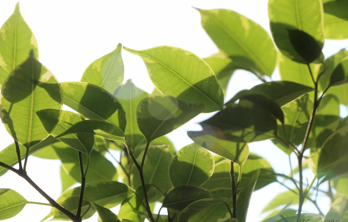 Photo wallpaper greens, summer, the sun, foliage, spring, morning, ficus