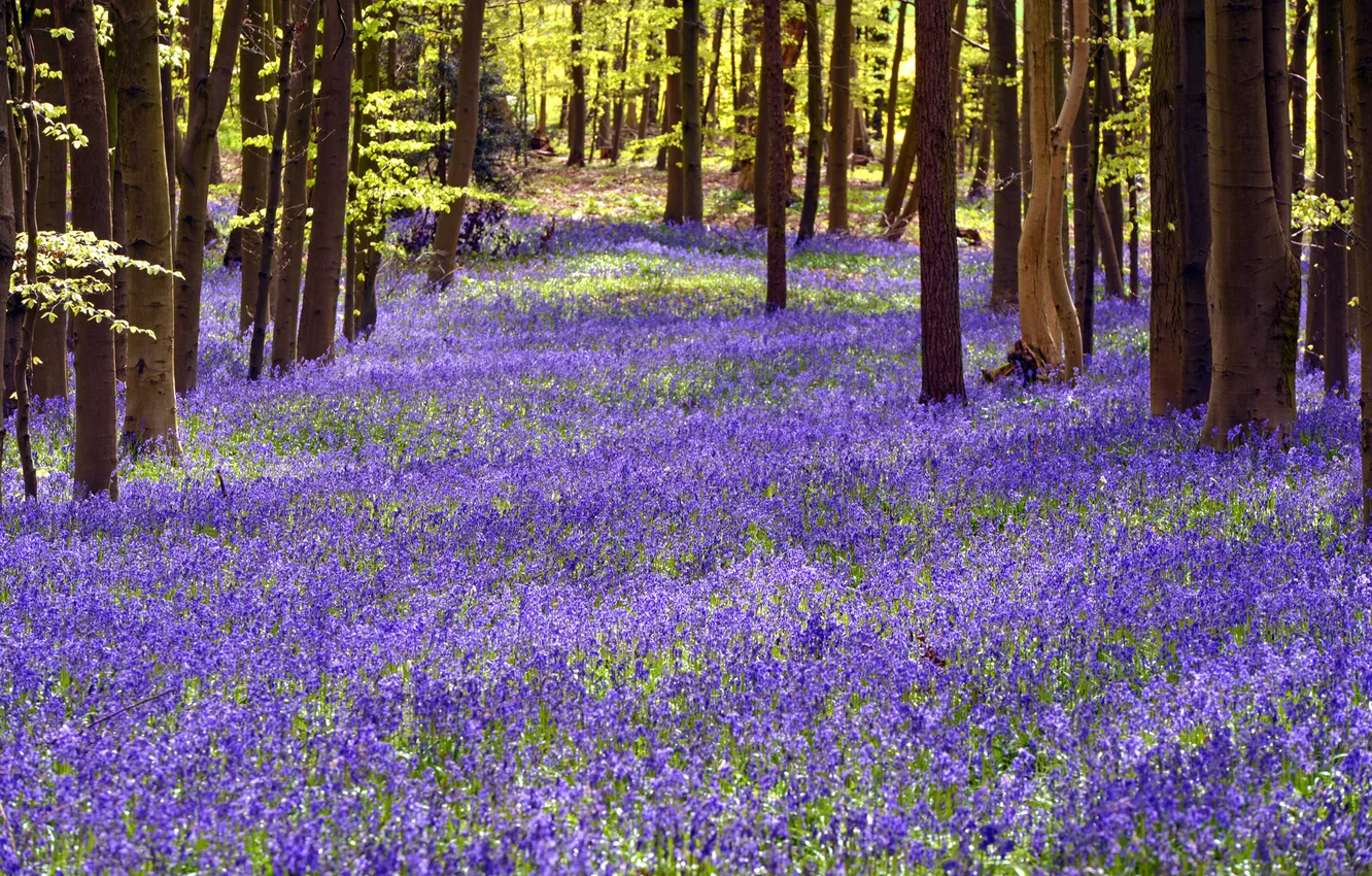 Photo wallpaper glade, bells, Hertfordshire, Bluebell