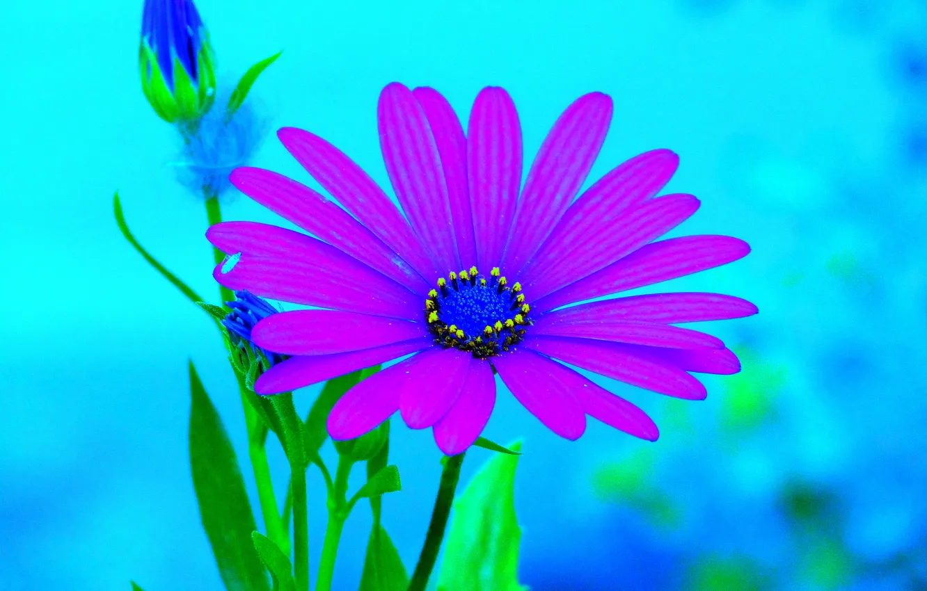 Photo wallpaper flowers, nature, plant, petals