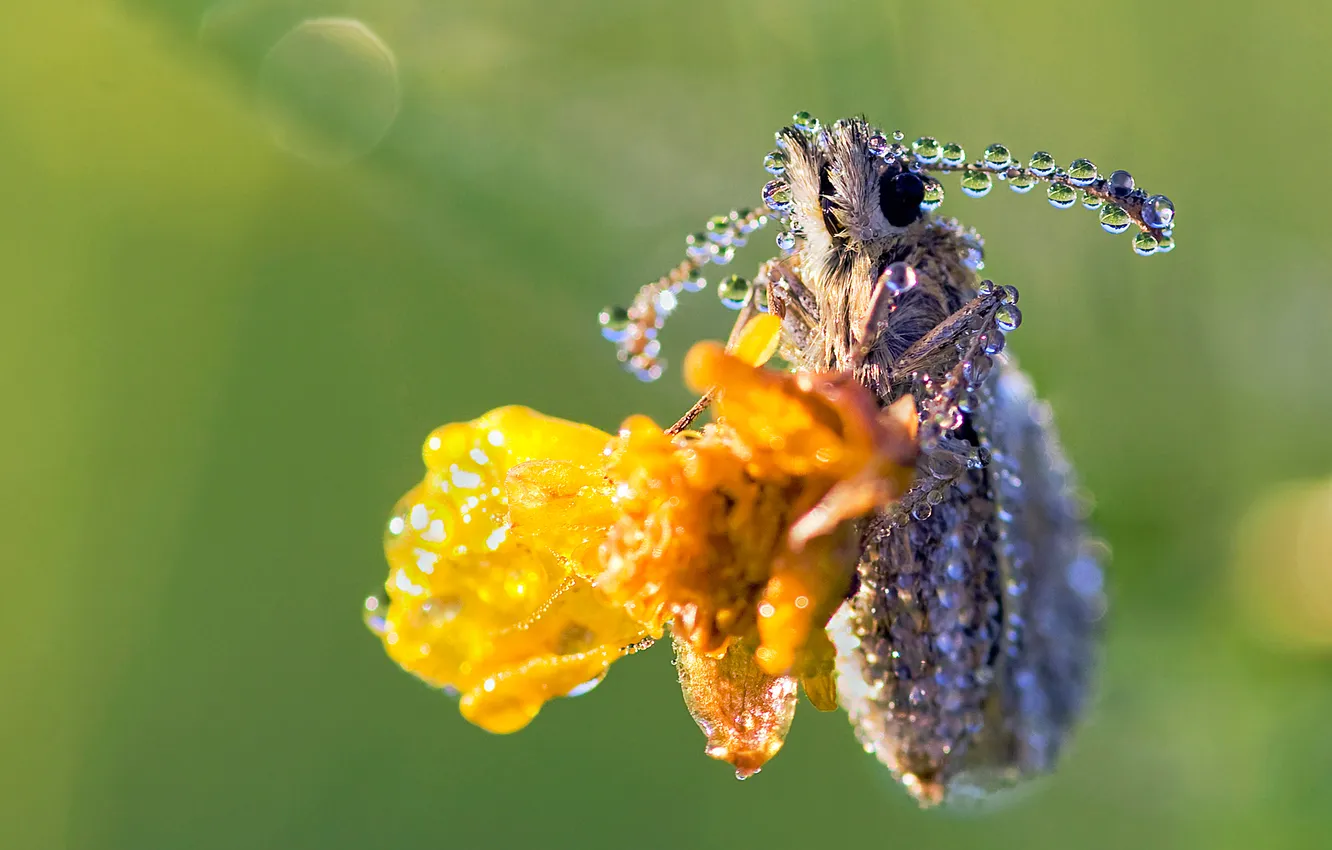 Photo wallpaper drops, flowers, Rosa, insect