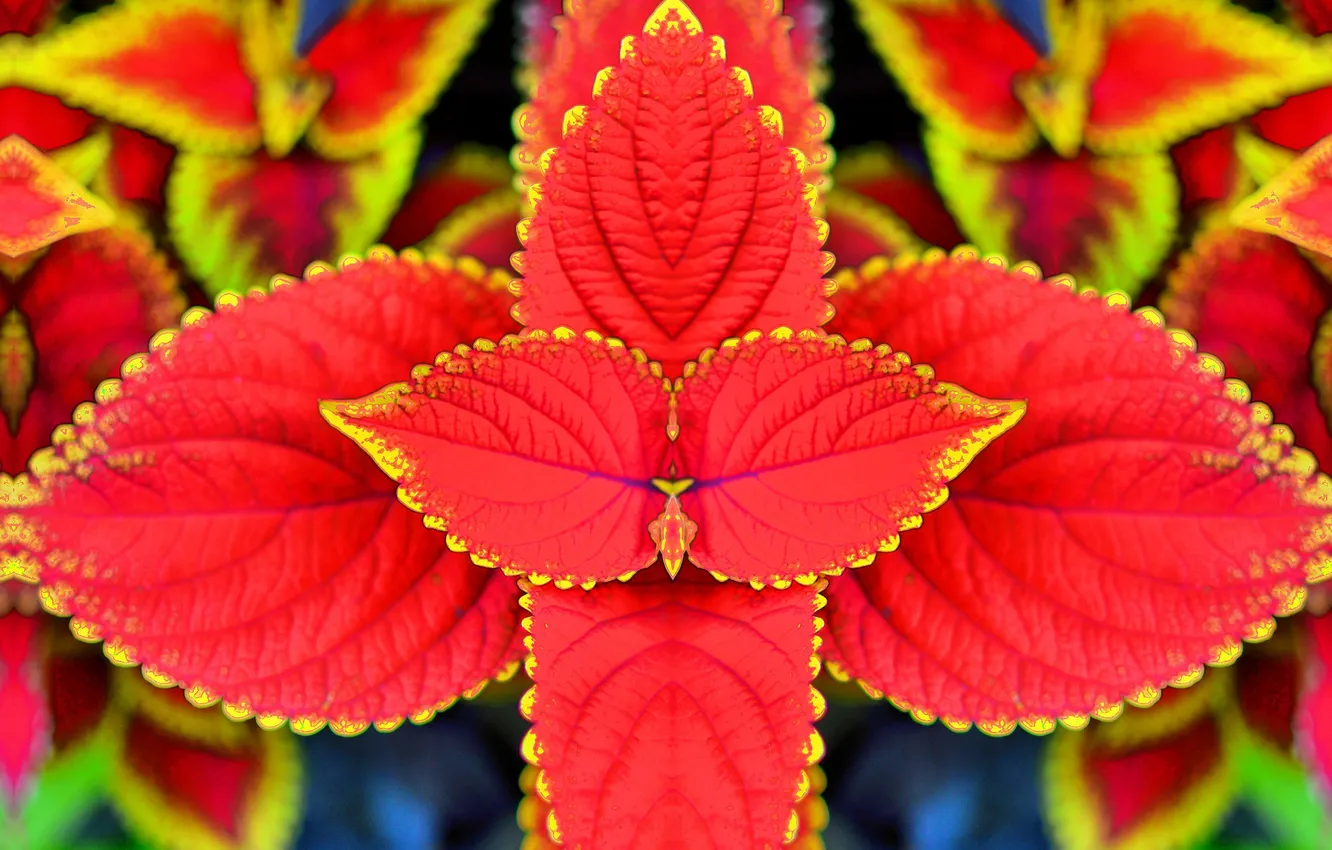 Photo wallpaper leaves, nature, plant, Coleus In Bloom