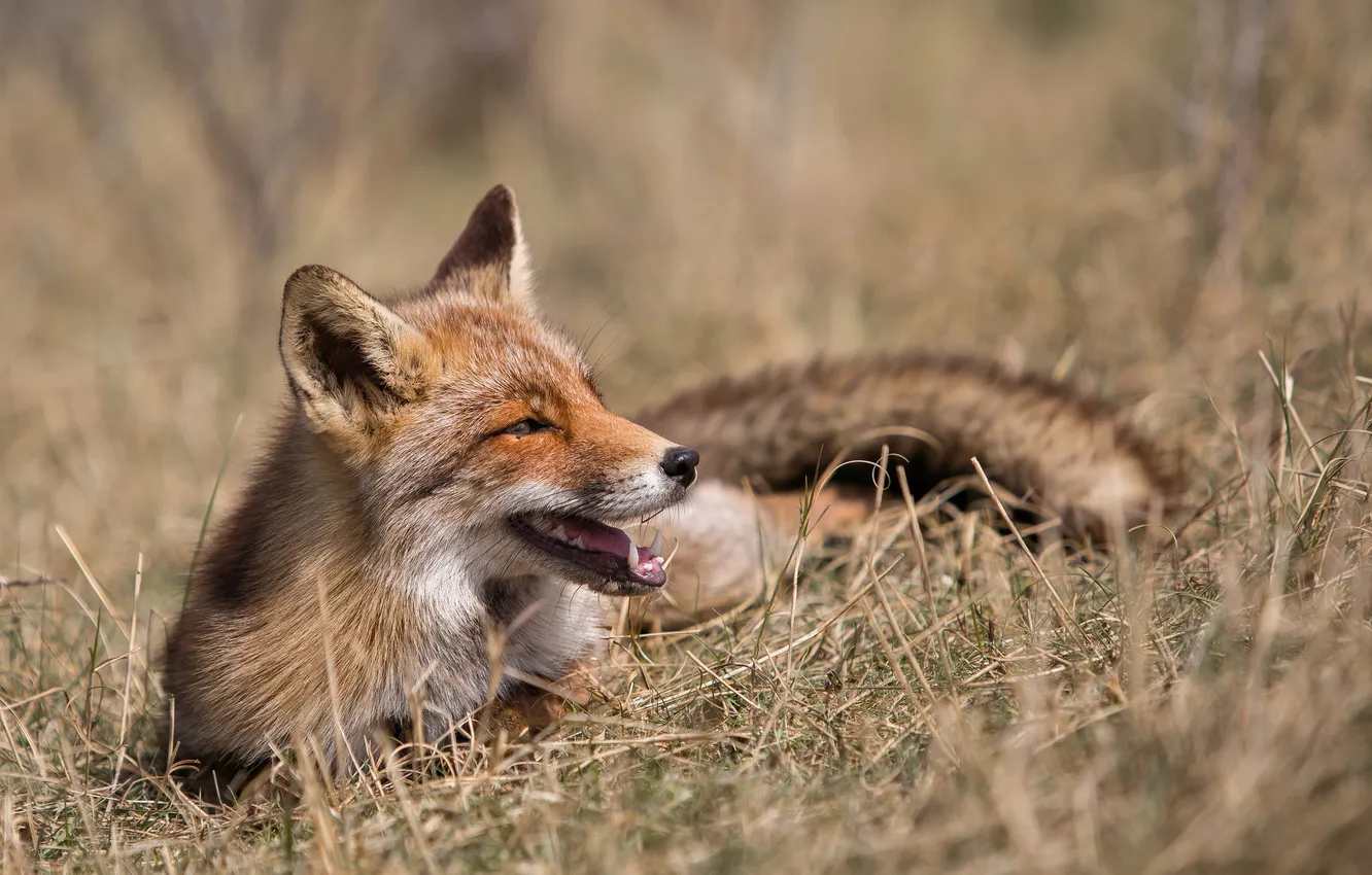 Photo wallpaper nature, background, Fox