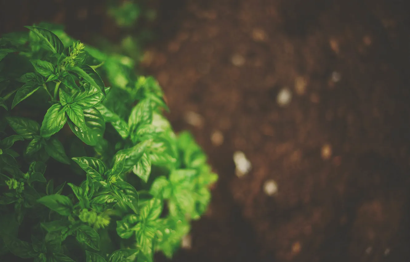 Photo wallpaper leaves, green, plant