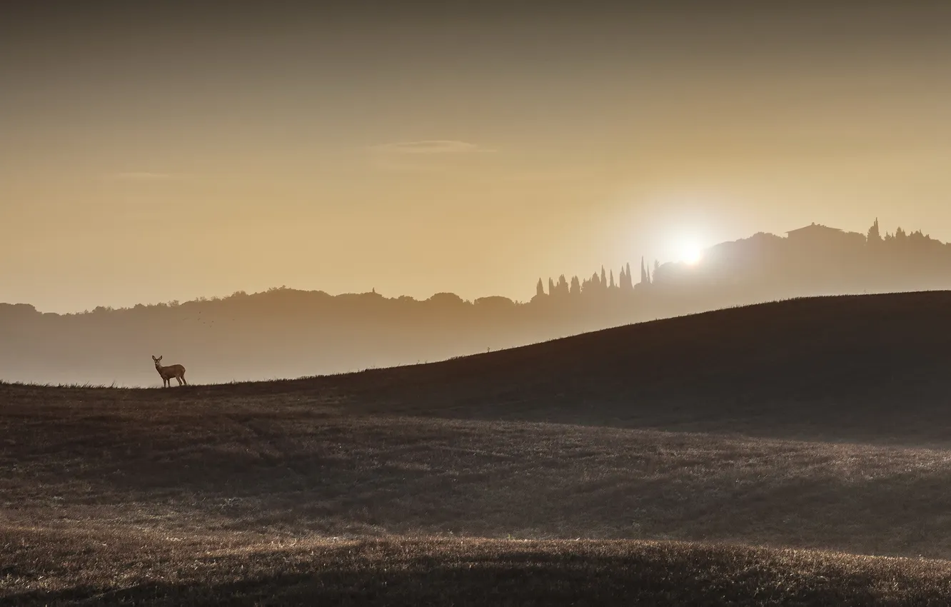 Photo wallpaper field, landscape, ROE