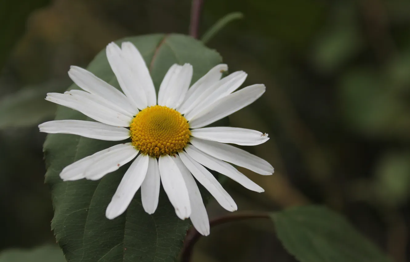 Photo wallpaper macro, flowers, chamomile, leaves.