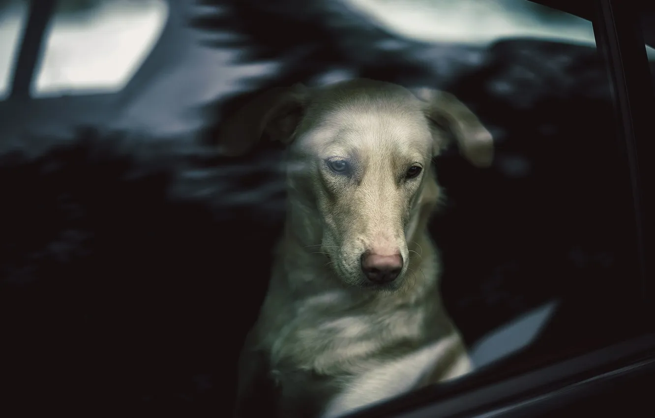 Photo wallpaper look, glass, each, dog