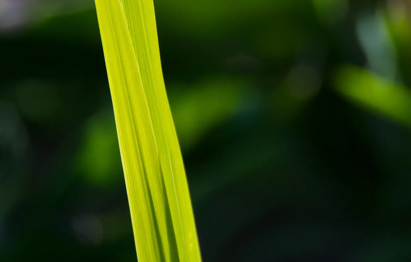 Photo wallpaper greens, summer, leaves, freshness, spring, morning, stem