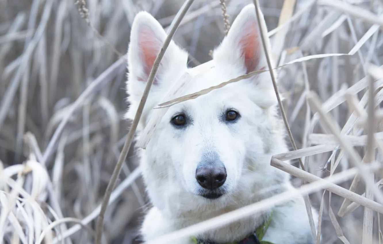 Photo wallpaper grass, look, face, dog, The white Swiss shepherd dog