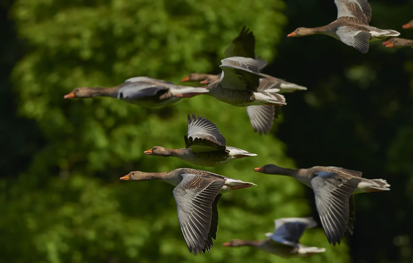 Photo wallpaper wallpaper, Birds, Flying, Geese, Flock, Wild Geese