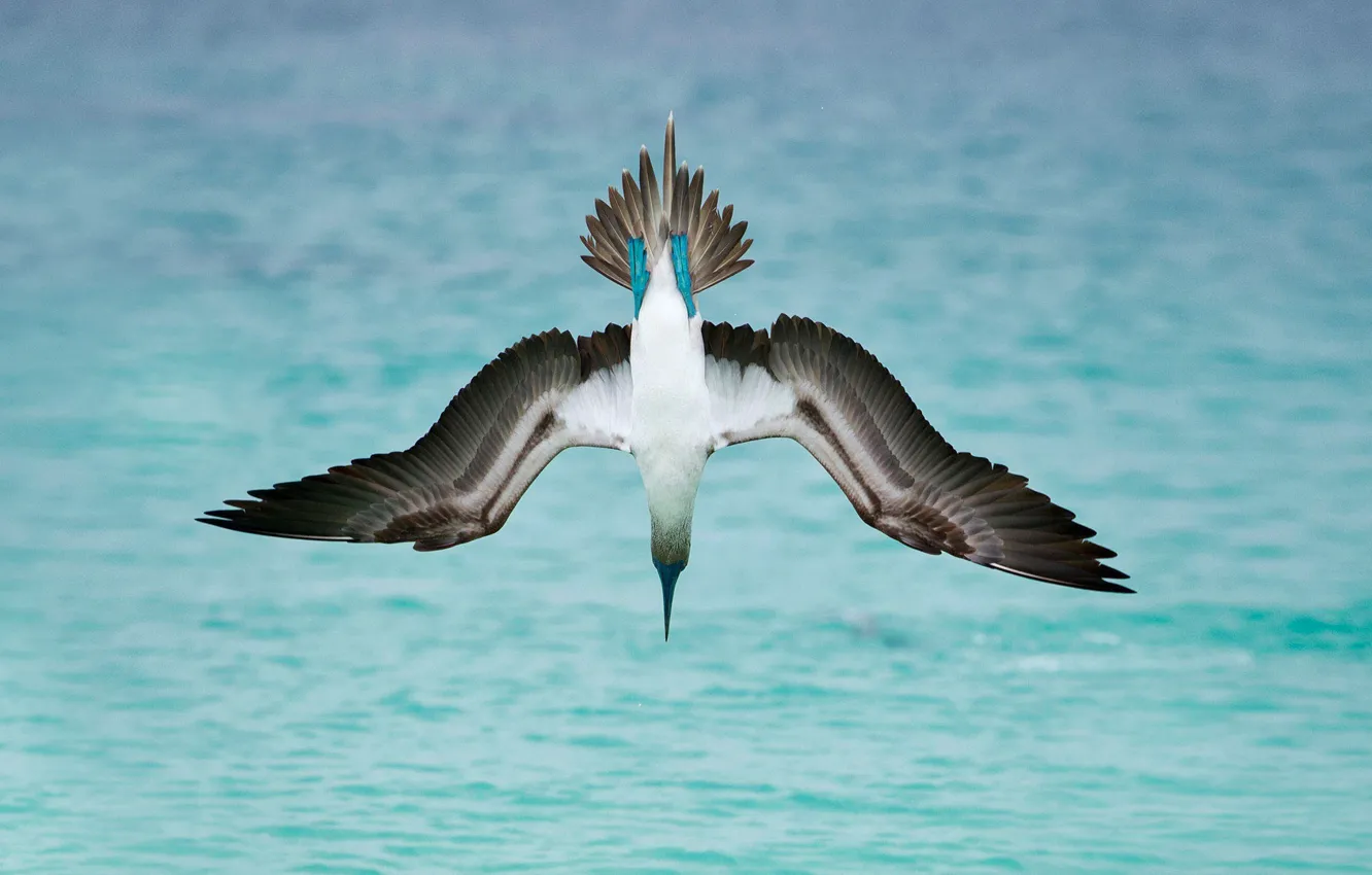 Photo wallpaper sea, bird, wings, Golovanova gannets